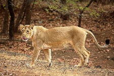 image of dhole