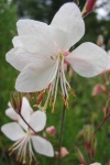 image of flower