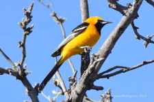 image of oriole