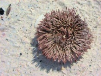 image of sea_urchin