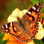image of animal