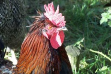 image of cock