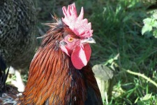 image of cock #31