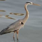 image of blue_heron #17