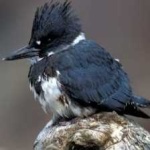 image of bird