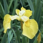 image of yellow_iris #38