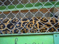 image of jaguar_car