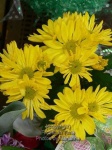 image of daisy