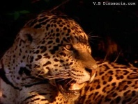 image of jaguar_car