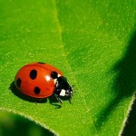 image of ladybugs #28