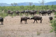 image of water_buffalo