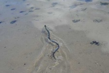 image of water_snake