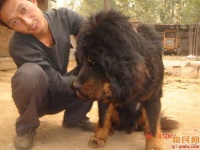 image of tibetan_mastiff #8