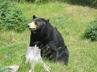 image of sloth_bear #22