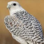 image of bird