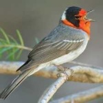image of bird