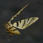 image of animal