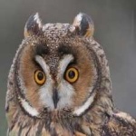 image of bird