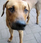 image of rhodesian_ridgeback