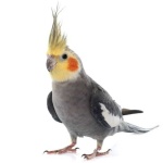 image of cockatiel