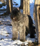 image of bouvier_des_flandres