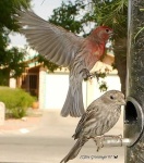 image of house_finch