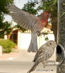 image of house_finch #16