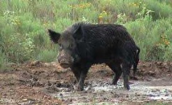image of boar #20