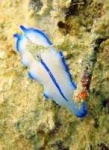 image of flatworm
