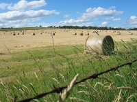 image of hay