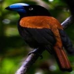 image of bird