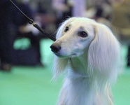 image of saluki