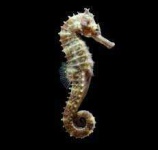 image of seahorse #7