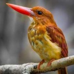 image of bird