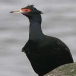 image of bird