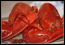 image of american_lobster