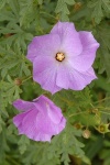 image of flower