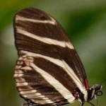 image of animal