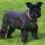 image of schnauzer #1