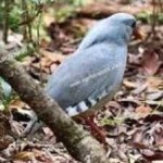 image of bird