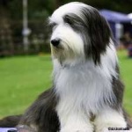 image of animal