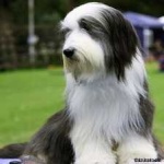 image of bearded_collie #17