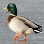 image of bird