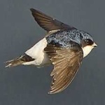 image of bird