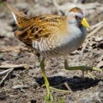image of bird