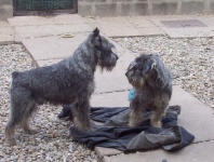 image of standard_schnauzer