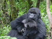 image of gorilla