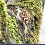 image of bird