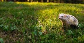 image of hedgehog