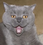 image of animal